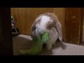 Click here to watch this video のん君キャベツを頬張る2