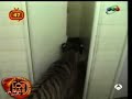 كاميرا خفية بنت كلب (نمر في دورة المياه)