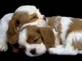 Dog Slideshow