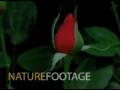 Hildegard Knef Live Fur Mich Soll's Rote Rosen Regnen