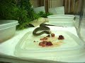 Baby T. elegans vagrans eating Baby T. elegans vagrans eating