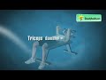 Arms Workout at Home: Tricep Dumbbell Extension