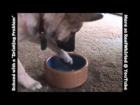 Norwegian Buhund Puppy with a Drinking Problem