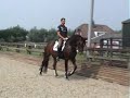 Zephyr (Negro x Purioso)