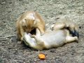 Funny Images YouTube Video