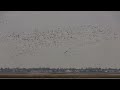 Acres of birds part 1 of 2 Acres of birds part 1 of 2
