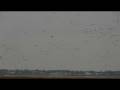 videos de Acres of birds part 1 of 2
