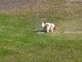 videos de Scarlett on the move