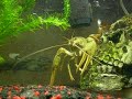 Esmerelda the Cray Fish