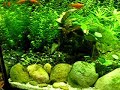Some views over my aquarium.(algumas vistas do meu aquario)More info / mais informação: aqua-edem.blogspot.com 