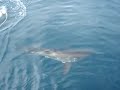 Great White Shark cage diving Hermanus, near Cape Town in South Africa