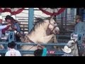 Bloody Reno Rodeo Horse Bucked in Spite of Injury