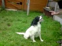 bracken tricks