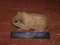 Ashton The Guinea Pig Grows Up