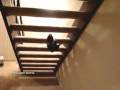 Ninja Cat climbs stairs
