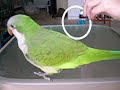 Parakeet  learning to go through a hoop