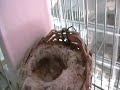 Darrrrek - Breeding Carduelis major nest
