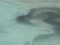 Sharks Feeding on Shoals of Fish in the Maldives