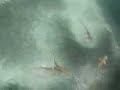 Shark attack