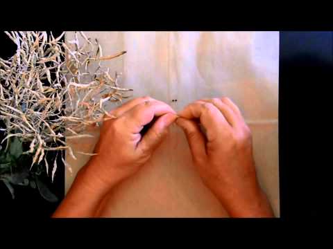 how to harvest broccoli seeds