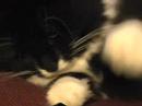Cat Mania