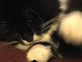 videos de Cat Mania