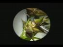 Carex intumescens habit and dissection