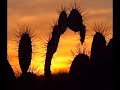 Paraguana 5 elementos Paraguana 5 elementos