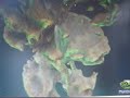 nVidia Cascades on 8600GT