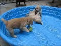 6-week old Golden Retriever puppies playing