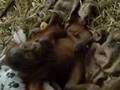 Baby Orangutang