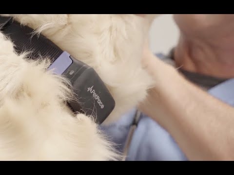 10 Best AI Veterinary Tools (December 2024)