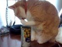 Gato comiendo aceitunas
