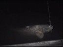 Dillo alla luna..che � un BIG FISH!