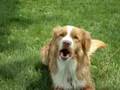 videos de Strider the Nova Scotia Duck Tolling Retriever