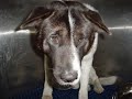 For JuJu and all neglected, abused, abandoned Akitas!