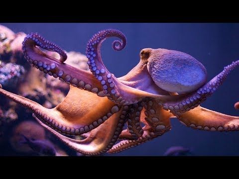 Os polvos estão a ficar cegos por causa das alterações climáticas