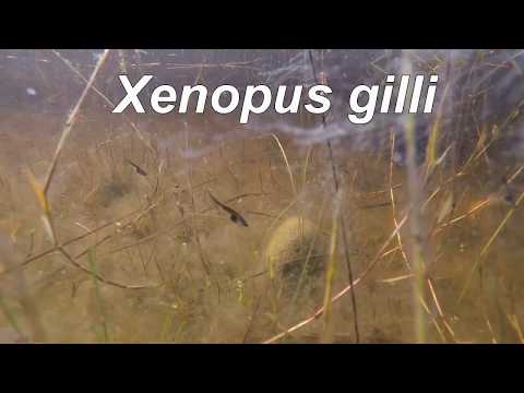 how to care for xenopus