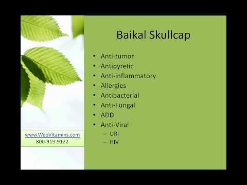 how to grow skullcap