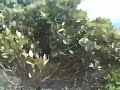 East Australia (1)