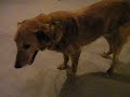 Riley- Rescue   Dog