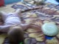 Tashana 3 Tashana 3
