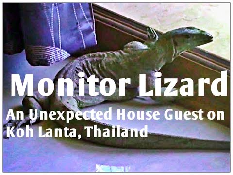 how to eliminate house lizards