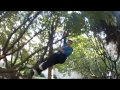 Click here to watch this video free-run & gym