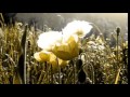 jolie chanson francaise sur photos