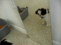 videos de Pico learns what a mirror is