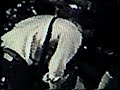 performance of 