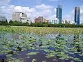 Symbol picture of 不忍池（ハス池）