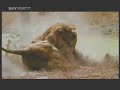 lions bigg males lions bigg males