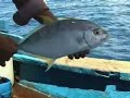 funny fishing,cau ca,c�u c� ,